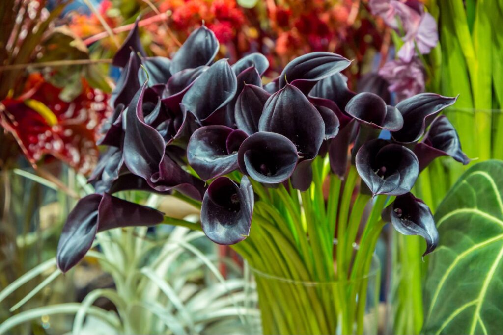 Image3 | Black Wedding Theme Ideas: Inspiration For Your Special Day | Blogs